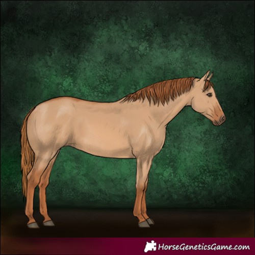 Horse Color:Red Dun 