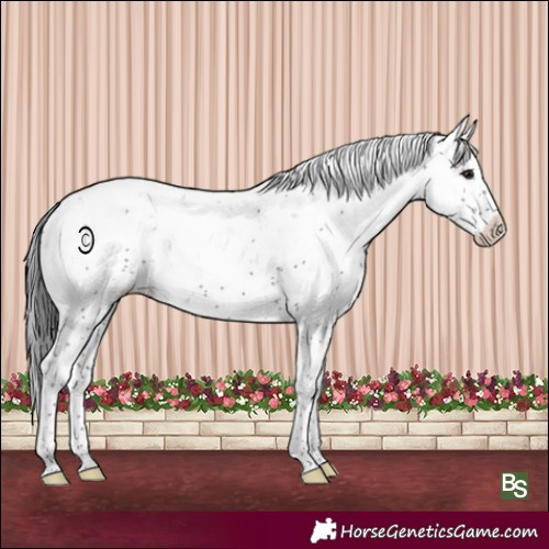 Horse Color:Smoky Black Sabino Rabicano 