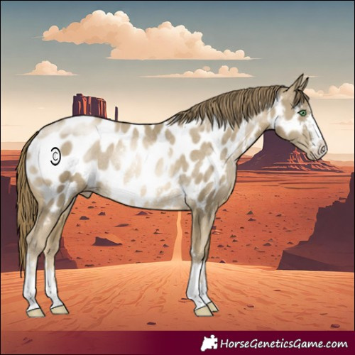 Horse Color:Smoky Black Pearl Near Leopard Rabicano 