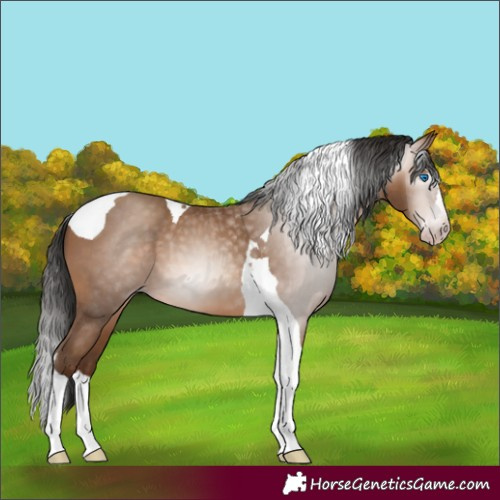 Horse Color:Gray Amber Champagne Splash Tobiano 