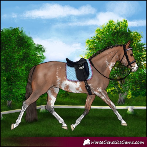 Horse Color:Bay Sabino Appaloosa 