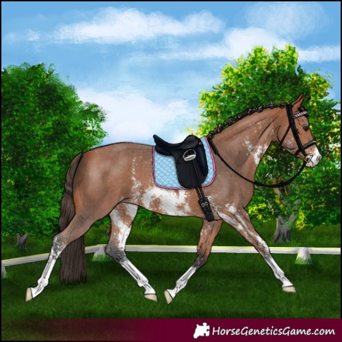 Horse Color:Bay Sabino Varnish 