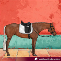 Horse Color:Silver Bay 