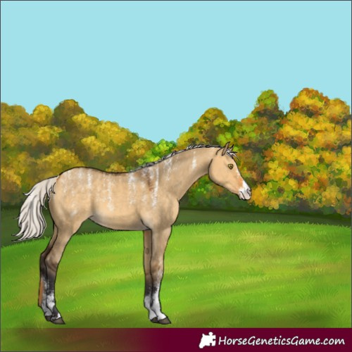 Horse Color:Powder White Silver Buckskin Dun 