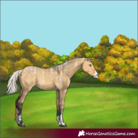 Horse Color:Powder White Silver Buckskin Dun 