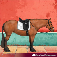 Horse Color:Bay Frame 