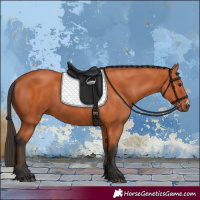 Horse Color:Bay Frame 