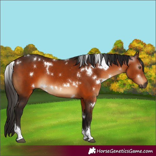 Horse Color:Gray White Spotted Bay Tobiano