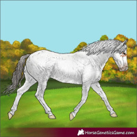 Horse Color:White Spotted Bay Frame Rabicano