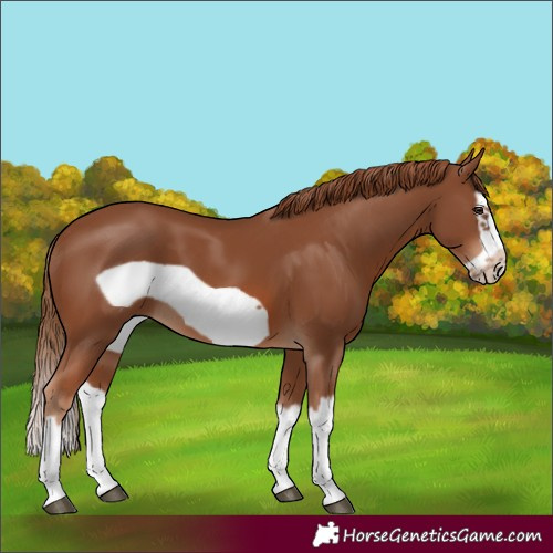 Horse Color:Chestnut Splash Frame