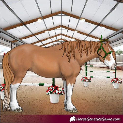 Horse Color:Chestnut Splash 