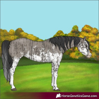 Horse Color:Grullo Sabino Splash  and Grullo Sabino Splash 
