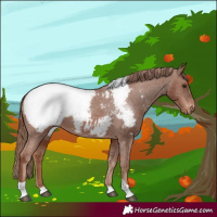 Horse Color:Chestnut Tobiano Appaloosa 