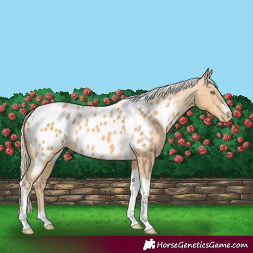 Horse Color:Gold Cream Champagne Tobiano Appaloosa 