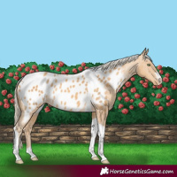 Horse Color:Gold Cream Champagne Tobiano Appaloosa