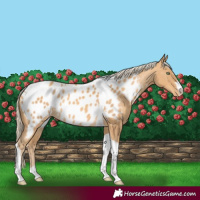 Horse Color:Gold Cream Champagne Tobiano Near Leopard