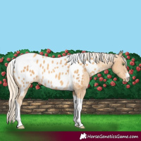Horse Color:Gold Cream Champagne Tobiano Appaloosa