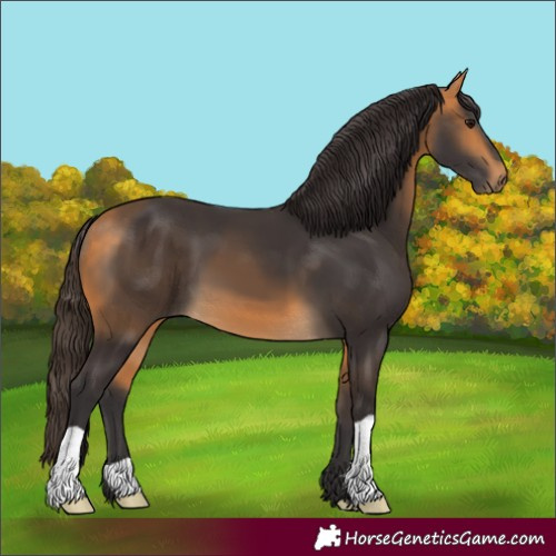 Horse Color:Buckskin 