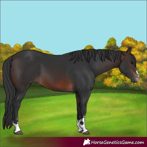 Horse Color:Brown 