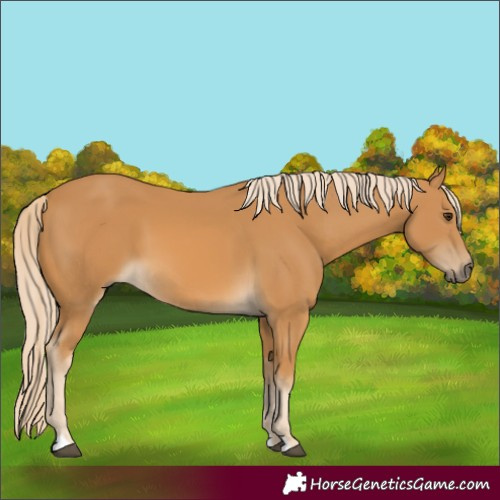 Horse Color:Palomino 