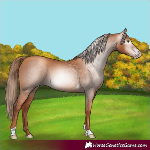 Horse Color:Unknown 