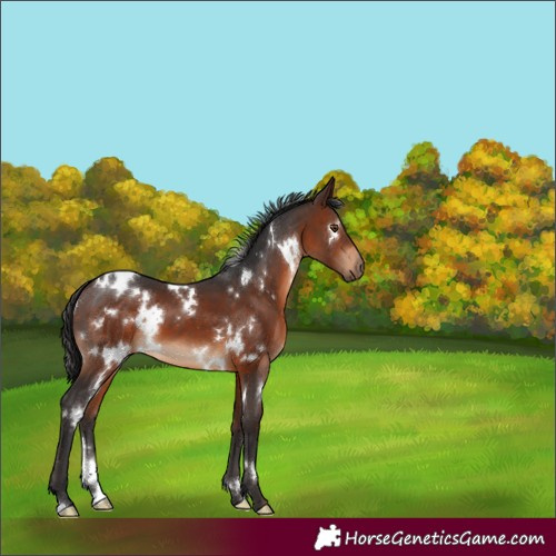 Horse Color:White Spotted Brown