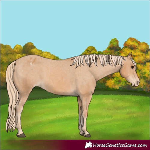 Horse Color:Chestnut Appaloosa 