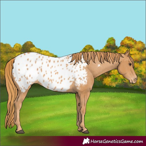 Horse Color:Chestnut Appaloosa 