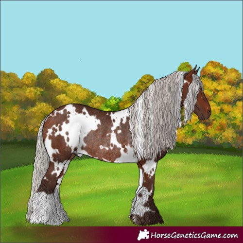Horse Color:White Spotted Silver Bay Rabicano 