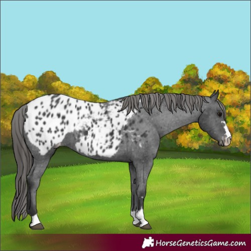 Horse Color:Black Appaloosa 