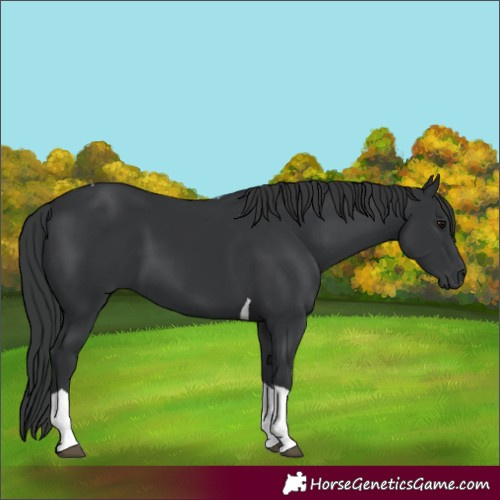 Horse Color:Black Tobiano 