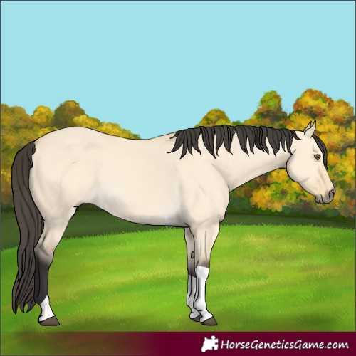 Horse Color:Buckskin Dun Tobiano 