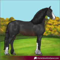 Horse Color:Brown Sabino
