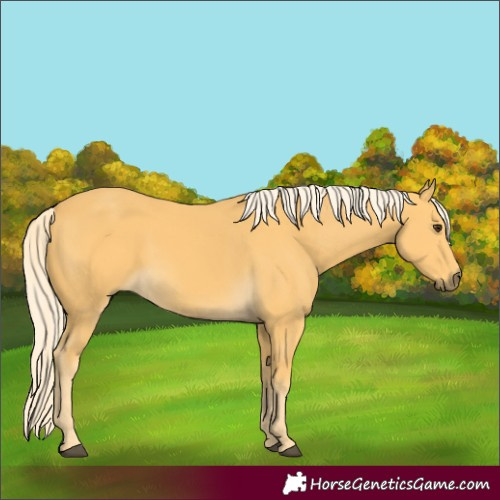 Horse Color:Palomino 