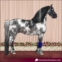 Horse Color:White Spotted Brown 