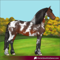 Horse Color:White Spotted Brown 