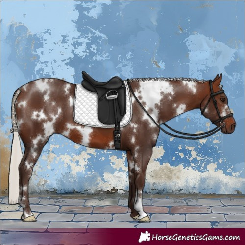 Horse Color:White Spotted Silver Brown 
