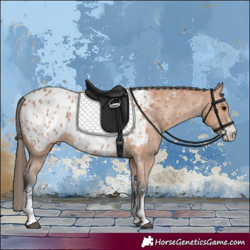 Horse Color:Bay Sabino Appaloosa 