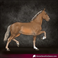 Horse Color:Chocolate Palomino 