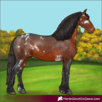 Horse Color:White Spotted Brown Varnish Rabicano