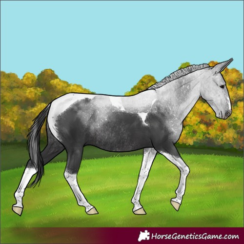 Horse Color:Black Tobiano Rabicano