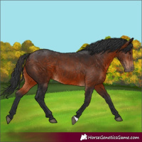 Horse Color:Brown 