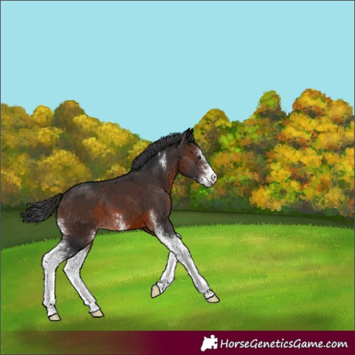 Horse Color:Brown Sabino