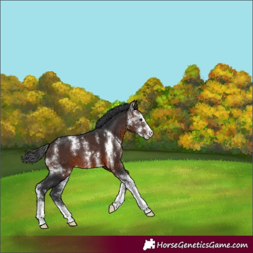 Horse Color:Brown Sabino 