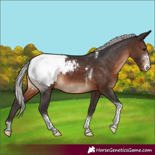 Horse Color:Silver Brown Sabino Tobiano Appaloosa Rabicano