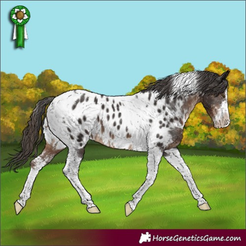Horse Color:Liver Chestnut Sabino Tobiano Appaloosa 
