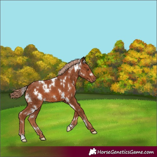 Horse Color:White Spotted Chestnut 