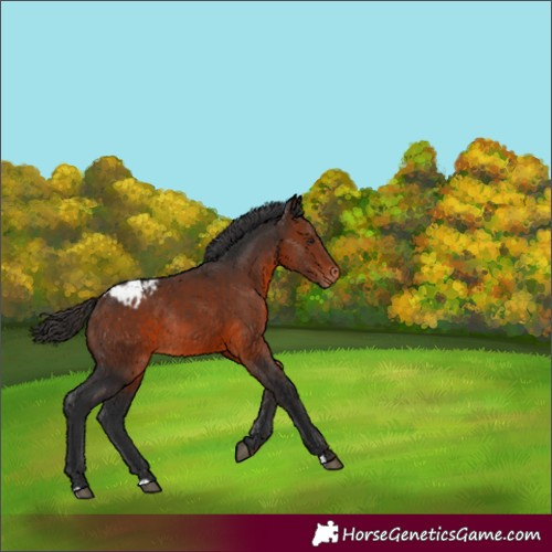 Horse Color:Brown Appaloosa Rabicano 