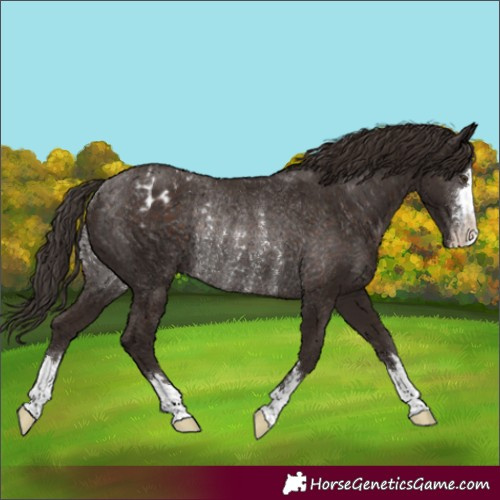 Horse Color:Liver Chestnut Varnish Rabicano