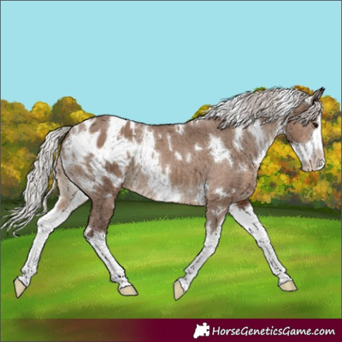 Horse Color:White Spotted Silver Grullo Splash Blanket Brindle